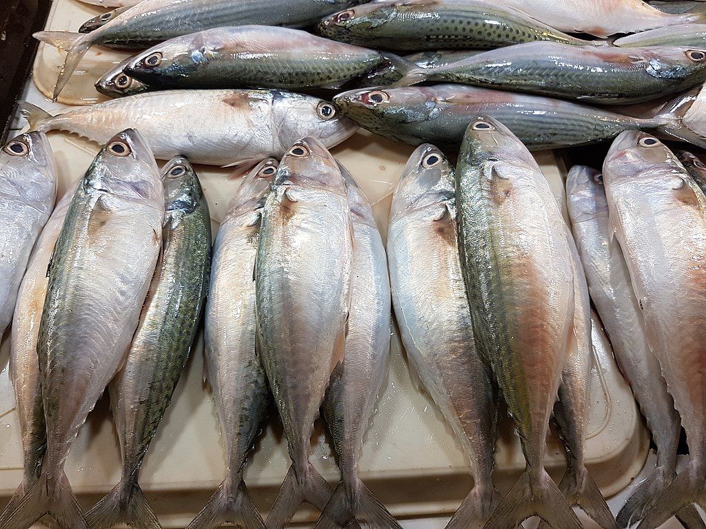 Ikan Sehat untuk Ibu Hamil: Nutrisi Penting untuk Janin